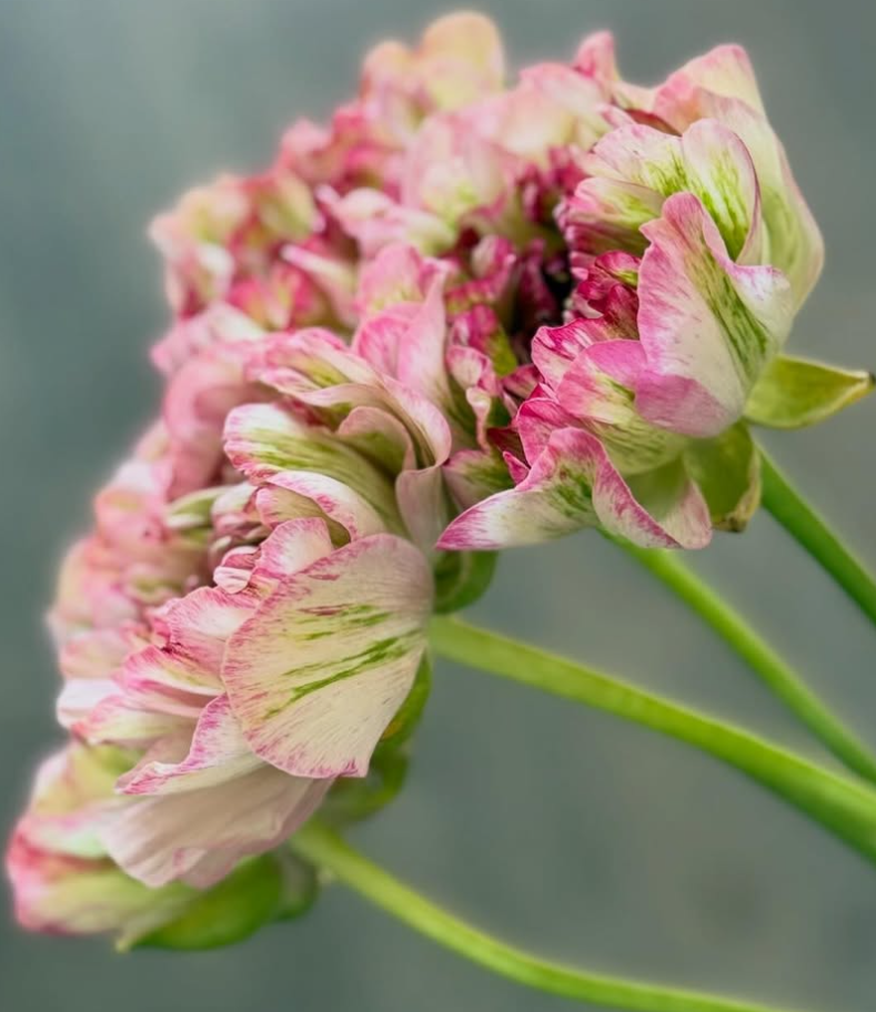 Ranunculus Jeanne d'Arc 7 Bulbs
