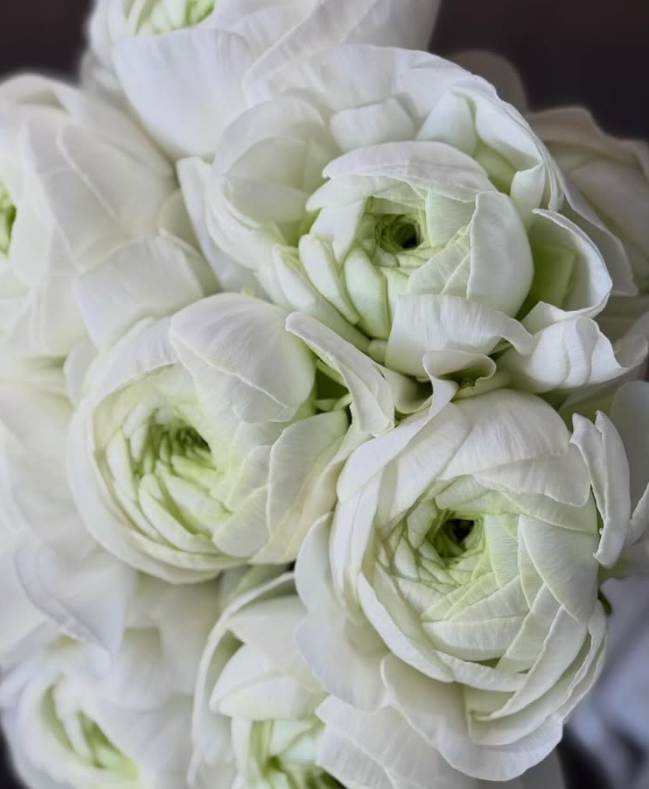 Ranunculus Münster 7 Bulbs