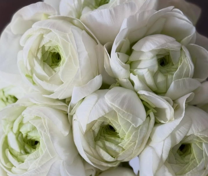 Ranunculus Münster 7 Bulbs