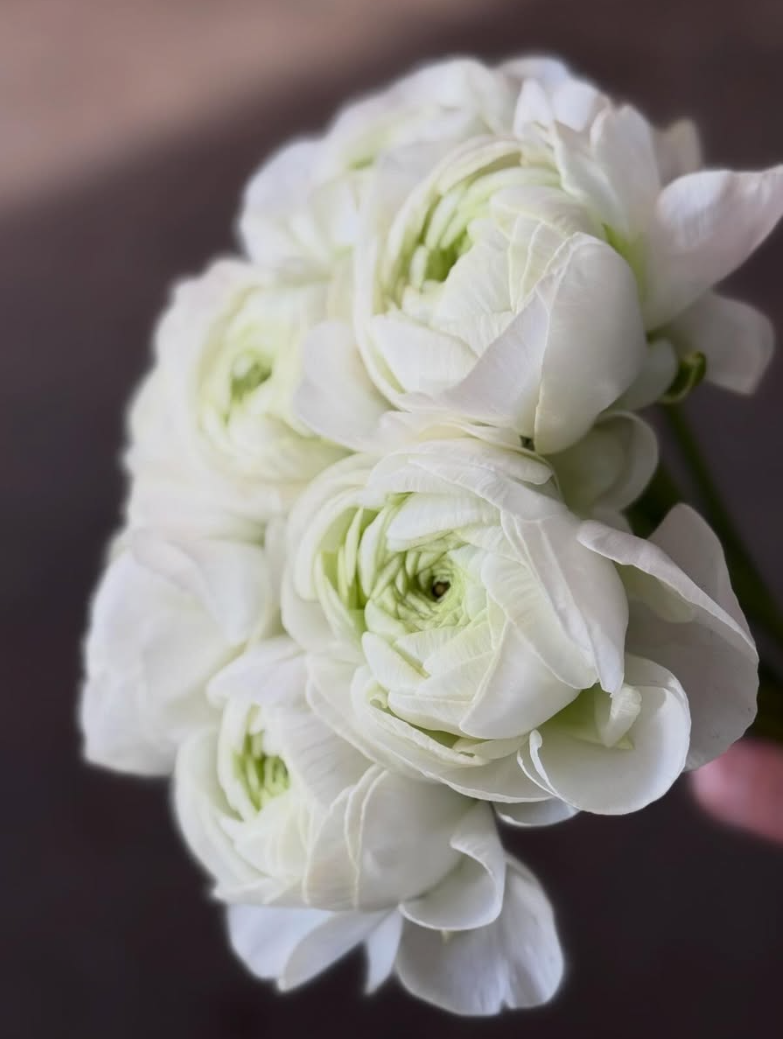 Ranunculus Münster 7 Bulbs