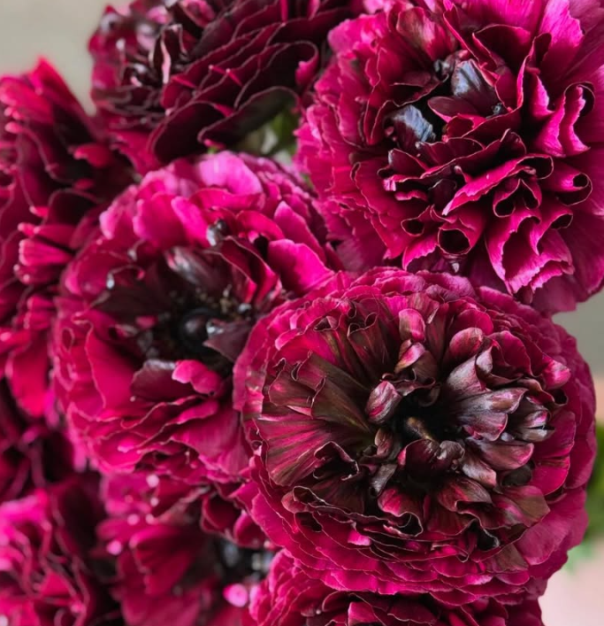 Ranunculus Braga 7 Bulbs