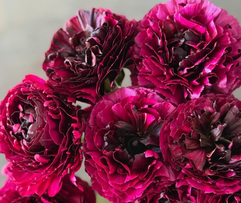 Ranunculus Braga 7 Bulbs