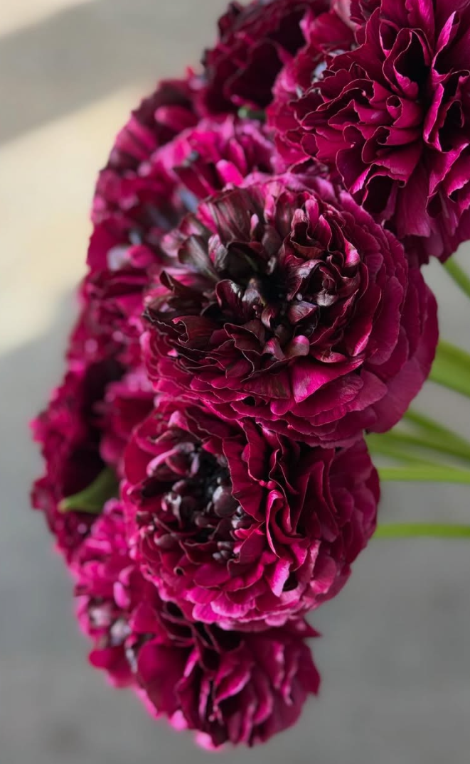 Ranunculus Braga 7 Bulbs