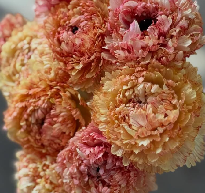 Ranunculus Brandifreeze 7 Bulbs