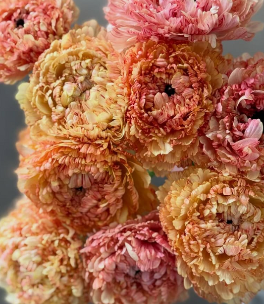 Ranunculus Brandifreeze 7 Bulbs
