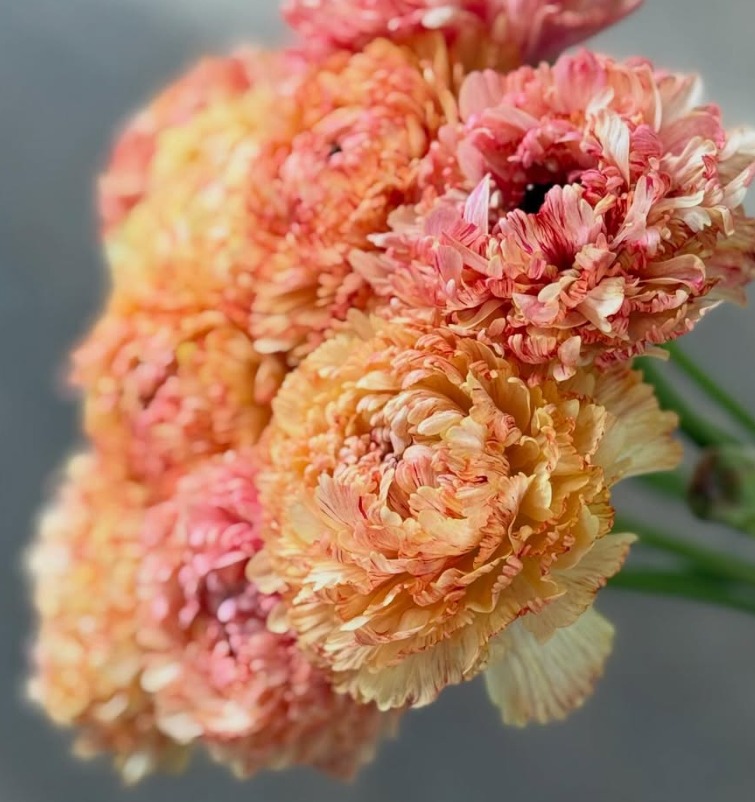 Ranunculus Brandifreeze 7 Bulbs
