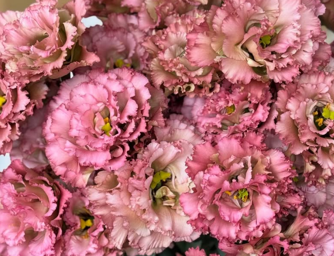 Lisianthus ( Eustoma ) BRUTUS 6 Seeds