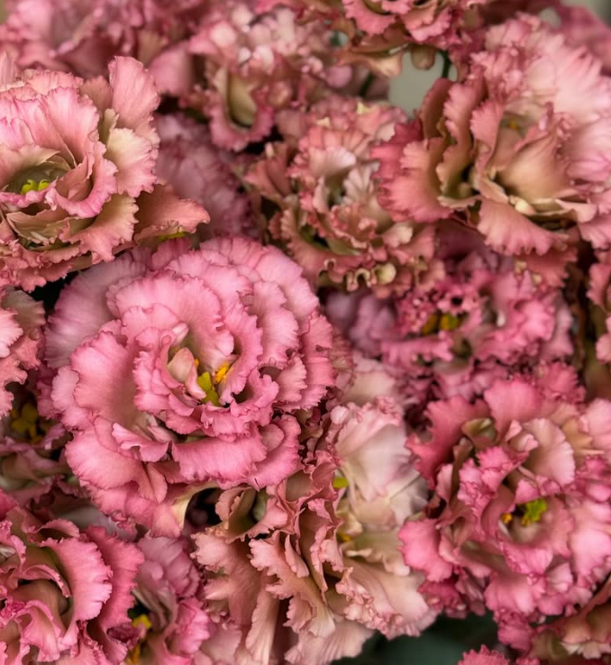 Lisianthus ( Eustoma ) BRUTUS 6 Seeds