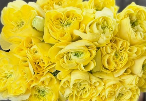 Ranunculus Ashley 7 Bulbs