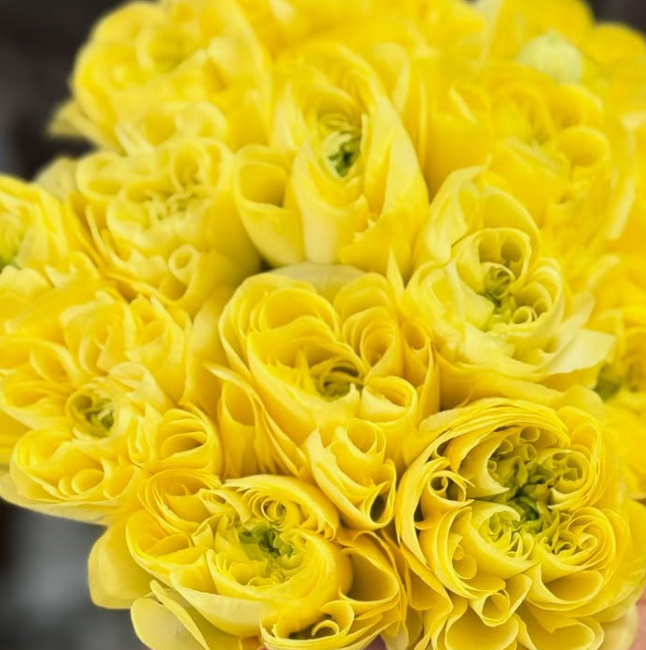 Ranunculus Ashley 7 Bulbs