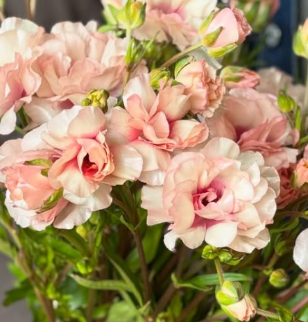 Ranunculus Sparkling Morning 7 Bulbs