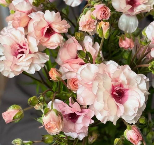 Ranunculus Sparkling Morning 7 Bulbs