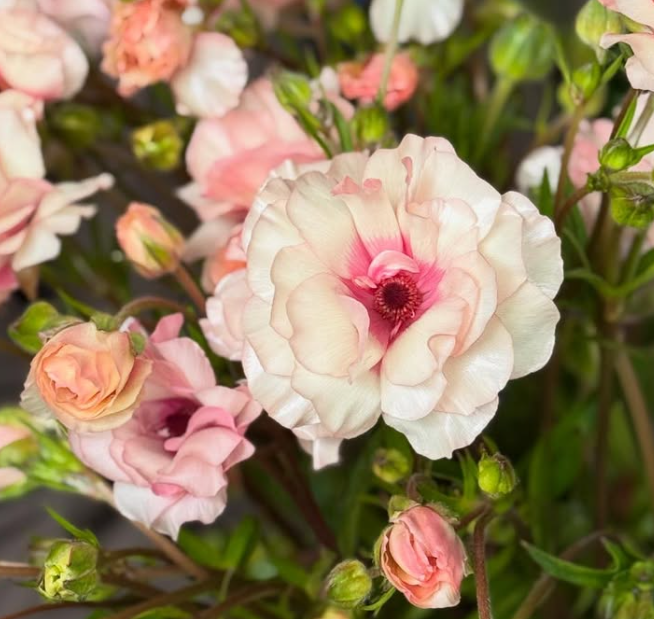 Ranunculus Sparkling Morning 7 Bulbs