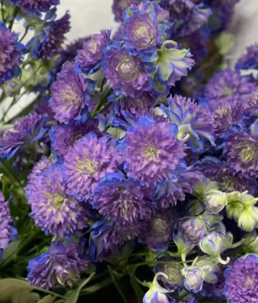 Delphinium 'Highlander Bolero' 80 Seeds