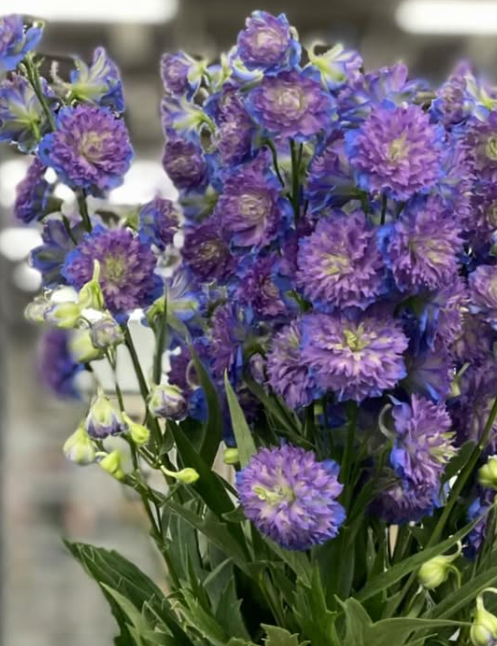 Delphinium 'Highlander Bolero' 80 Seeds