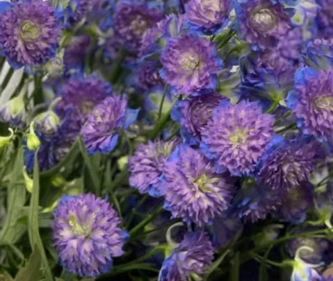 Delphinium 'Highlander Bolero' 80 Seeds