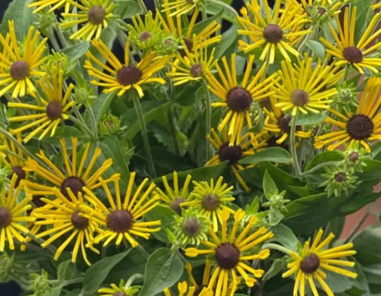 Rudbeckia 'Henry Eilers’ 100 Seeds
