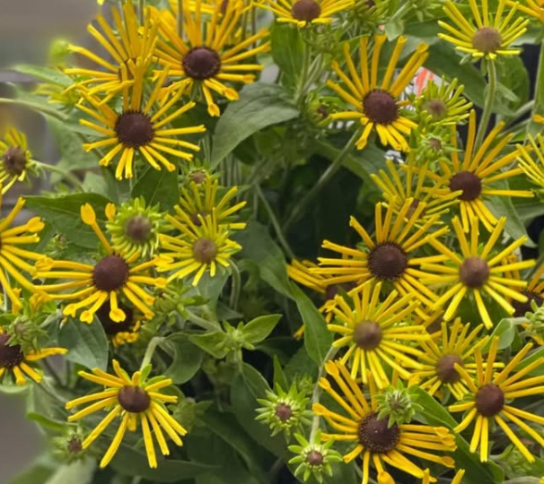 Rudbeckia 'Henry Eilers’ 100 Seeds