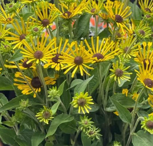Rudbeckia 'Henry Eilers’ 100 Seeds