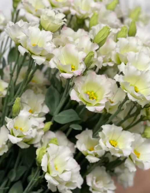 Lisianthus ( Eustoma ) Alissa White 6 Seeds