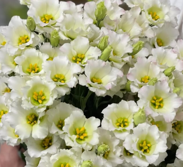 Lisianthus ( Eustoma ) Alissa White 6 Seeds