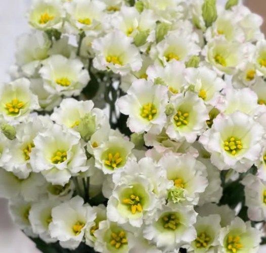 Lisianthus ( Eustoma ) Alissa White 6 Seeds