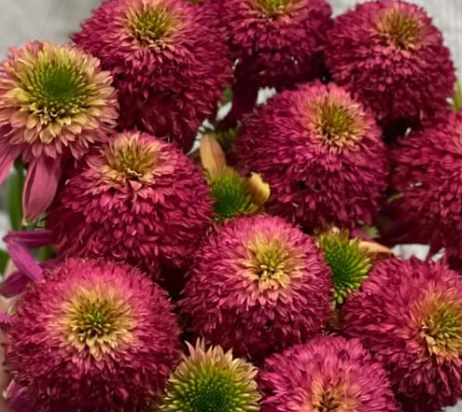 Echinacea purpurea Papallo Globe Rose 30 Seeds