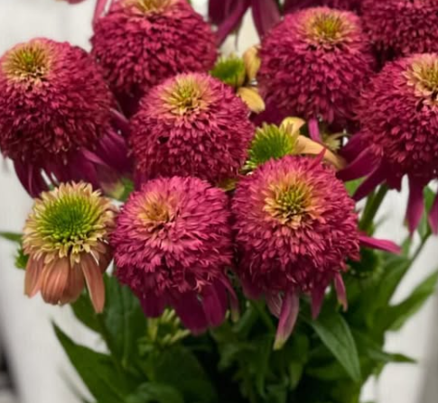 Echinacea purpurea Papallo Globe Rose 30 Seeds