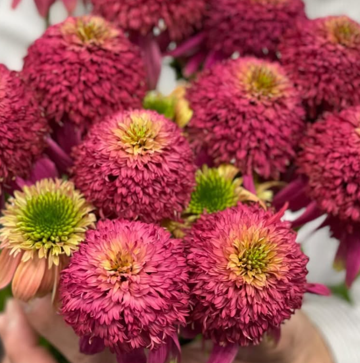 Echinacea purpurea Papallo Globe Rose 30 Seeds