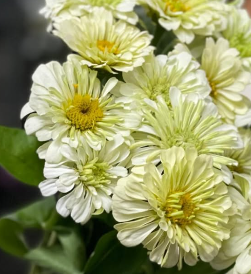 Zinnia elegans ’Benary's Giant' 50 Seeds