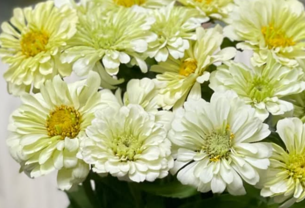 Zinnia elegans ’Benary's Giant' 50 Seeds