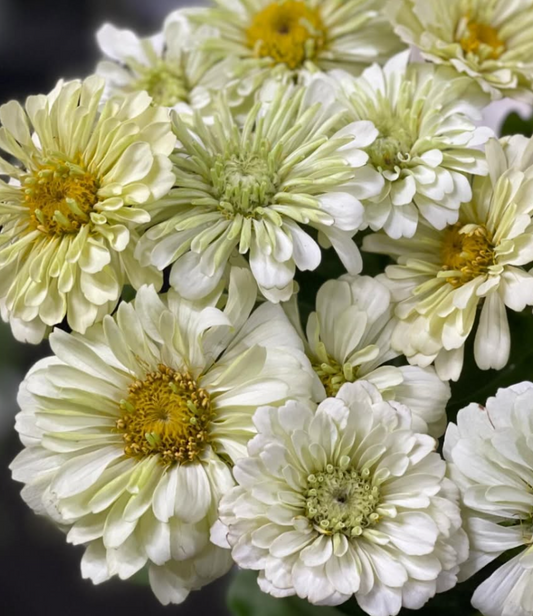 Zinnia elegans ’Benary's Giant' 50 Seeds