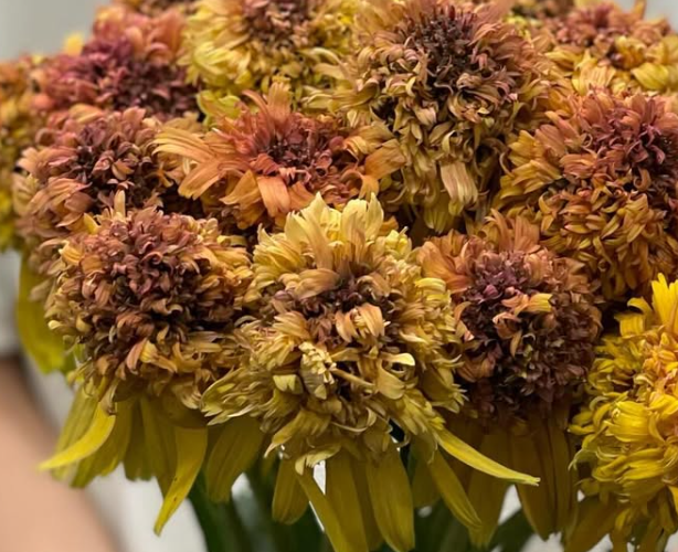 Echinacea 'Marmalade’ 30 Seeds