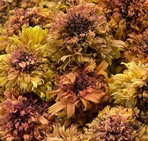 Echinacea 'Marmalade’ 30 Seeds