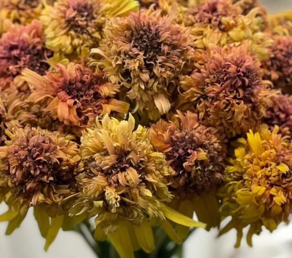 Echinacea 'Marmalade’ 30 Seeds