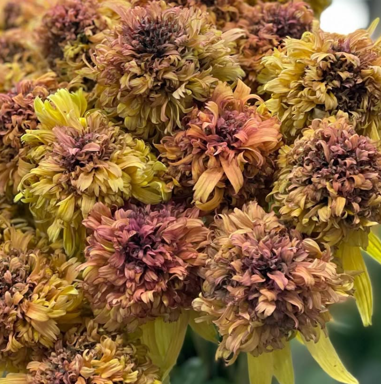 Echinacea 'Marmalade’ 30 Seeds