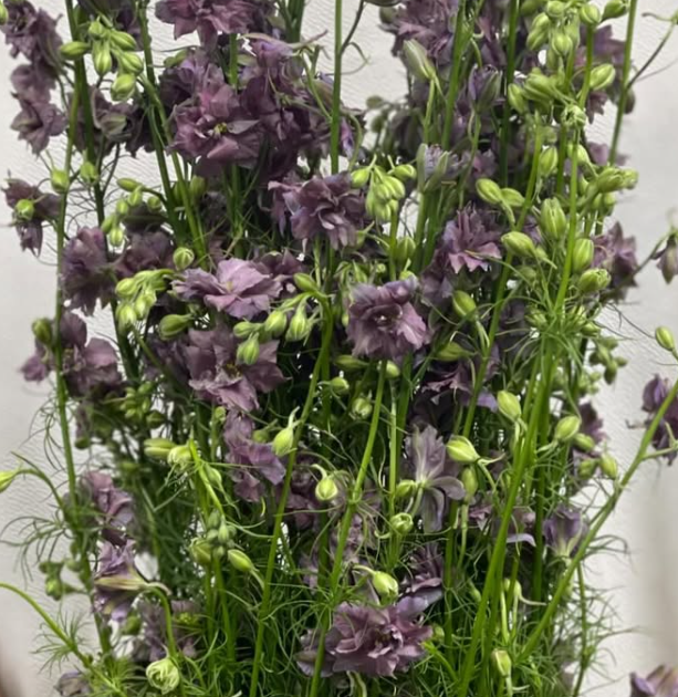 Delphinium 'Earl Grey' 80 Seeds