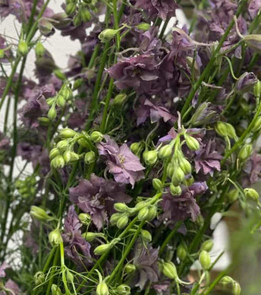 Delphinium 'Earl Grey' 80 Seeds