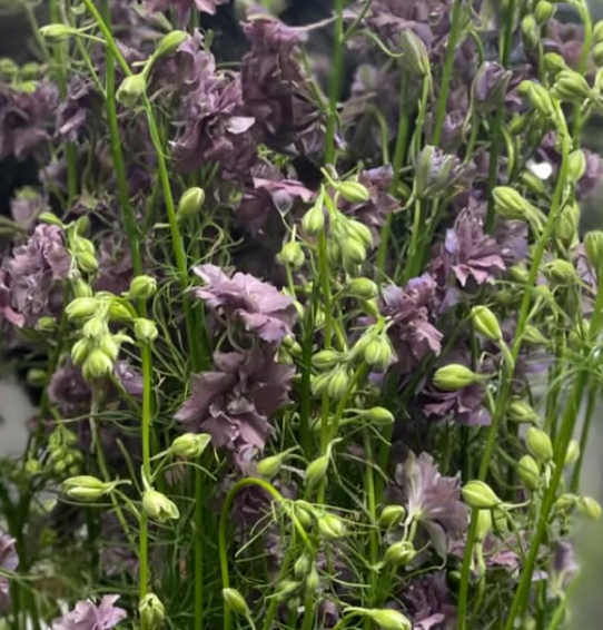 Delphinium 'Earl Grey' 80 Seeds