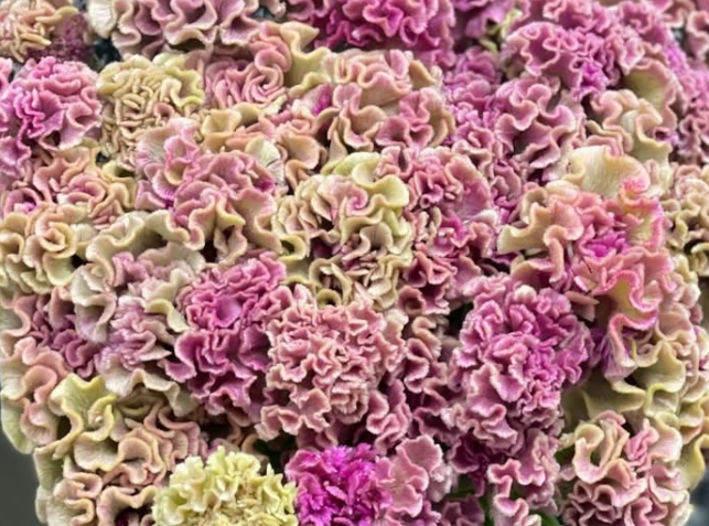 Celosia argentea ’Corona’ 60 Seeds