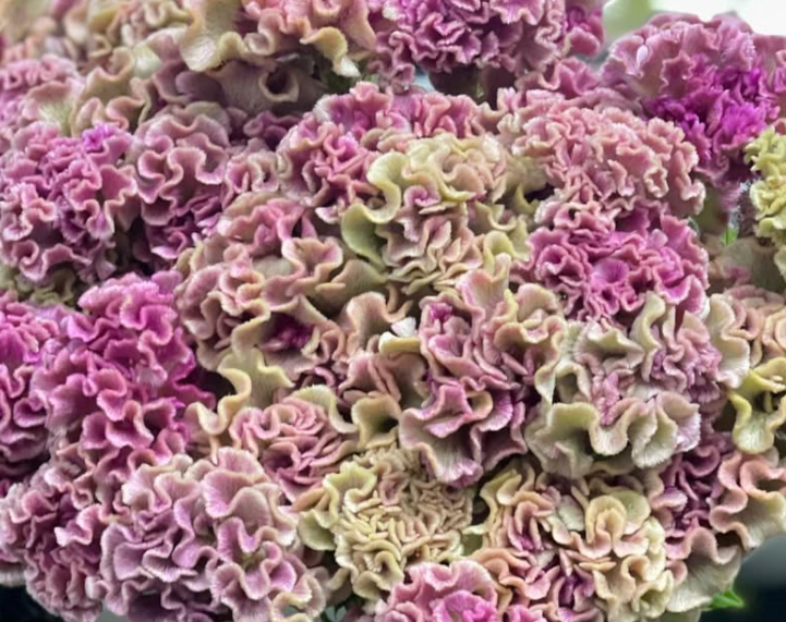 Celosia argentea ’Corona’ 60 Seeds