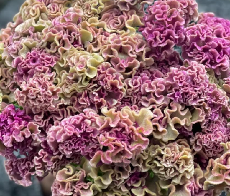 Celosia argentea ’Corona’ 60 Seeds