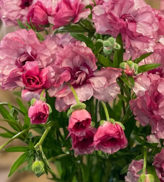Ranunculus Rax Molly 7 Bulbs