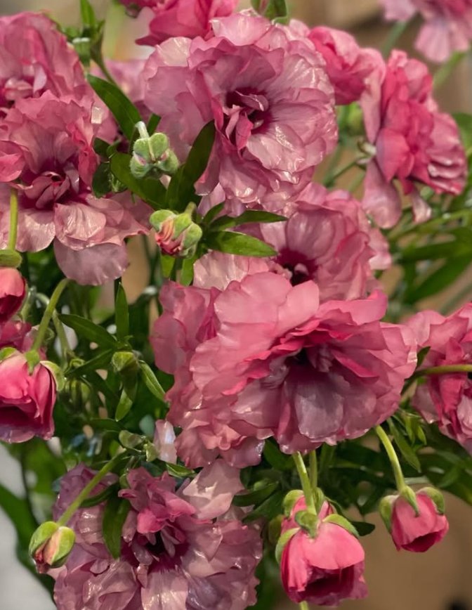 Ranunculus Rax Molly 7 Bulbs