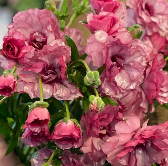 Ranunculus Rax Molly 7 Bulbs