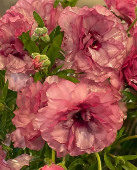 Ranunculus Rax Molly 7 Bulbs