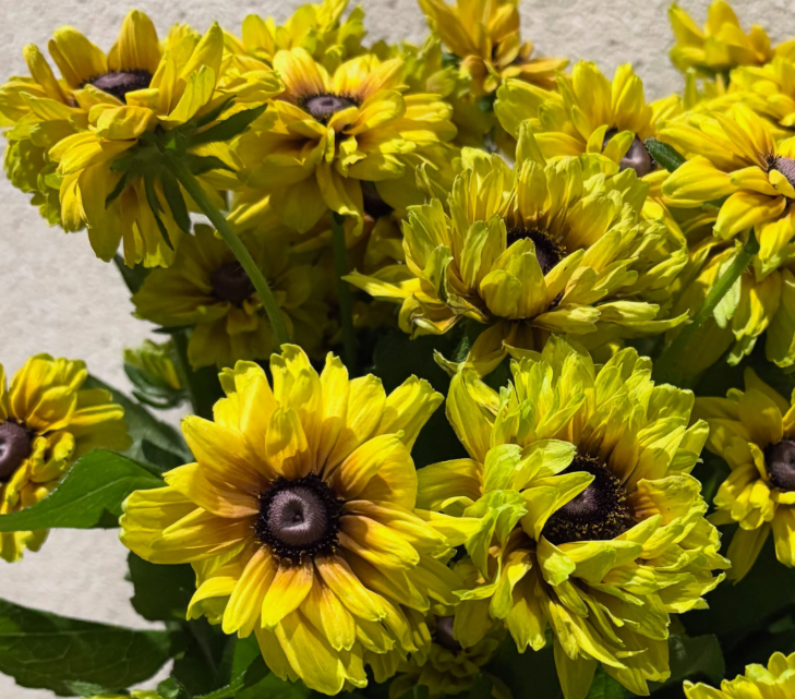 Rudbeckia 'Savannah Sunset’ 100 Seeds