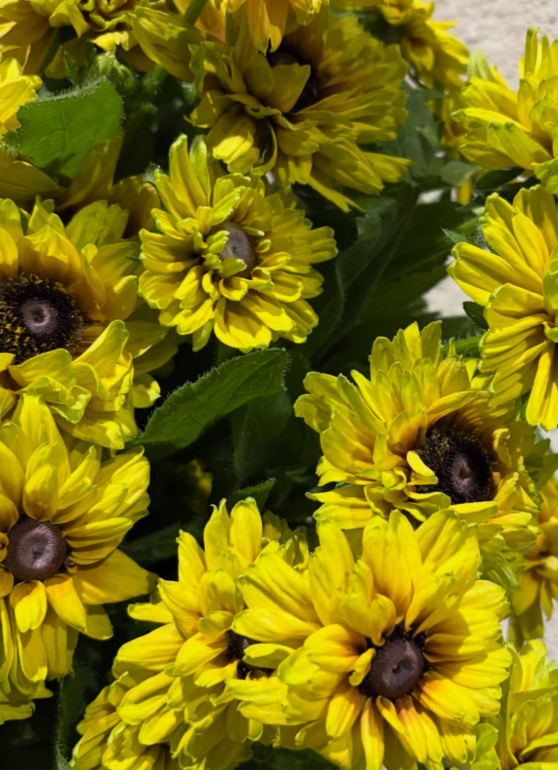 Rudbeckia 'Savannah Sunset’ 100 Seeds