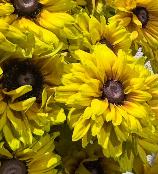 Rudbeckia 'Savannah Sunset’ 100 Seeds