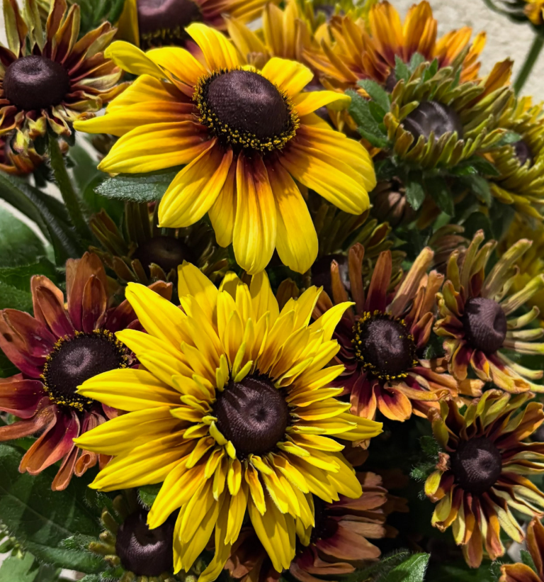 Rudbeckia 'Caramel’ 100 Seeds